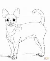 Chihuahua Kolorowanki Coloriage Ausmalbilder Ausmalbild Imprimer Pug Kolorowanka Druku Pieski Dibujar Imprimir Hunde Cani Puppy Dogs sketch template