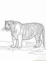 Tiger Bengal Coloring Online Printable Animals Color sketch template