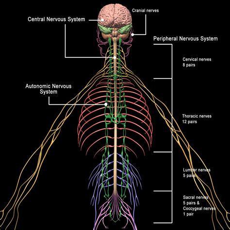 skeleton anatomy nervous system rigged motioncow