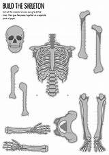 Skeleton Human Cut Printable Worksheet Worksheets Bones Bone Unlabeled Worksheeto Via Diagram sketch template