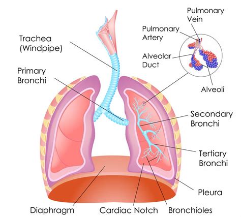 lungs work  pictures
