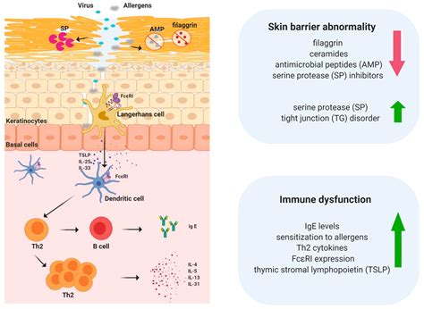 ijms  full text skin barrier abnormalities  immune