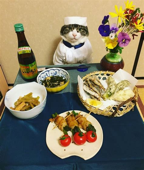 cosplaying cat chef dines with his mom every night in different outfit bored panda