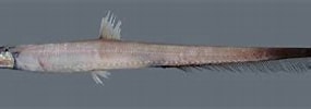 Image result for "aldrovandia Affinis". Size: 285 x 72. Source: fishesofaustralia.net.au