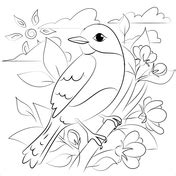 bluebird coloring pages  coloring pages