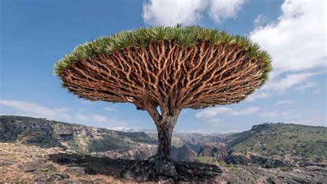 viagem socotra  misteriosa ilha esquecida  oceano indico