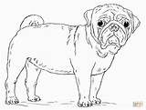 Pug Coloring Pages Dog Draw Printable Cute Drawing Puppy Pugs Step Print Dogs Kids Mops Drawings Getdrawings Tutorials Visit Library sketch template