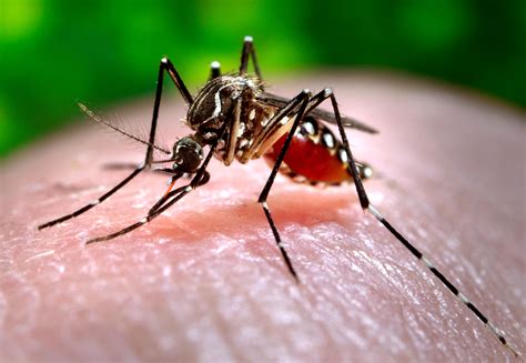 lsu experts aim  reduce effects  zika  mosquito borne diseases