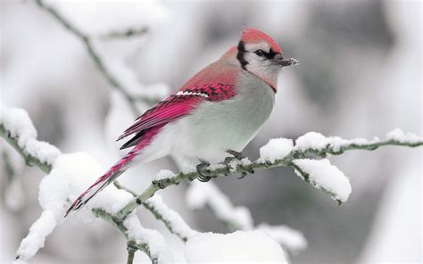 cardinal birds  snow wallpaper  images