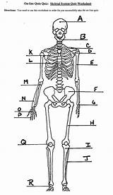 Skeleton Human Skeletal System Diagram Unlabeled Labeled Worksheet Printable Anatomy Bone Worksheets Bones Body Front Kids Drawing Back Structure Koibana sketch template