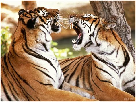 testclod tigres du bengale