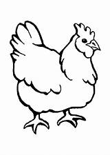 Poule Coloriage Ayam Coloriages Ferme Imprimer Poulailler Animaux Pâques sketch template
