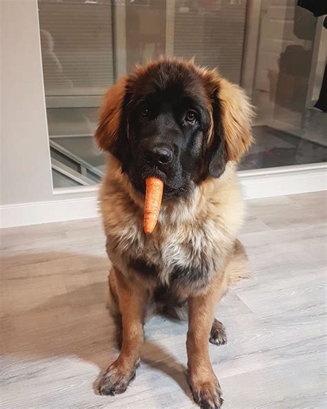 guys  leonberger puppies  dont    eat carrotshttpbitlyecpjw