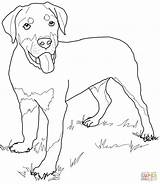 Rottweiler Coloring Puppy Pages Dog Drawing Printable Cute Lab Pinscher Puppies Miniature Cartoon Kids Supercoloring Color Retriever Golden Print Dogs sketch template