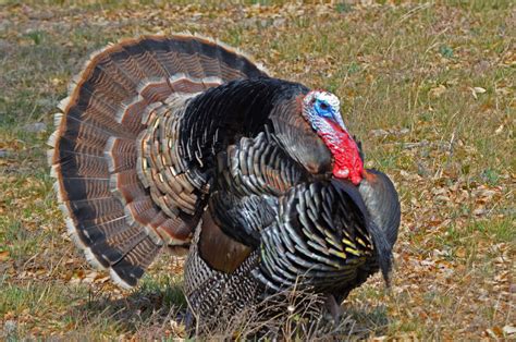 expert callers give tips  hunting spring gobblers