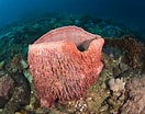 Afbeeldingsresultaten voor "rissoa Porifera". Grootte: 132 x 104. Bron: www.thoughtco.com