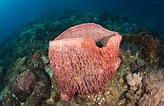 Image result for "rissoa Porifera". Size: 164 x 106. Source: www.thoughtco.com