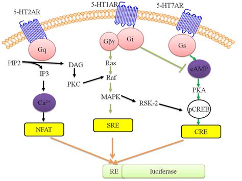 schematic diagram showing  major  ht receptors signalling pathways