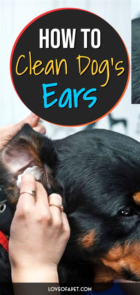 clean dogs ears  home  steps love   pet cleaning