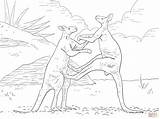 Kangaroo Kangaroos Kangaroe Mammals Vaak Vechten Mannetjes sketch template