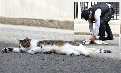 surely     bad  number  larry  cat lies   front  downing street