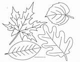 Leaves Coloring Autumn Pages Leaf Preschool Line Fall Printable Drawing Color Colouring Sheets Print Shape sketch template