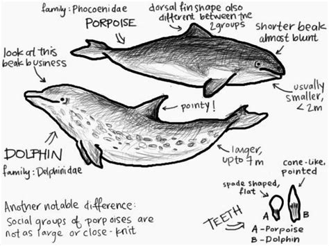 What Are Three Ways That Dolphins And Porpoises Are