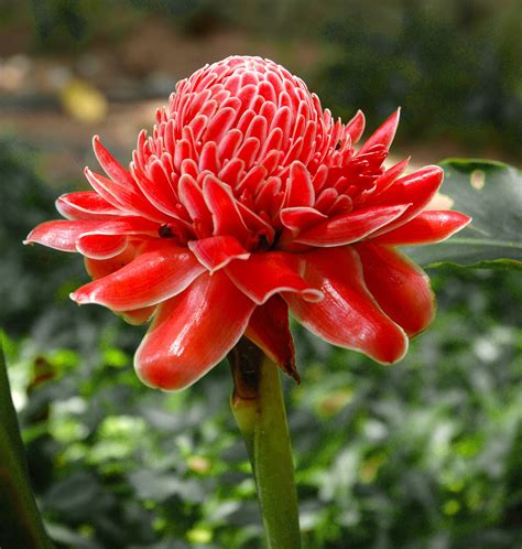 exotic tropical flowers stabroek news