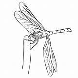 Dragonflies sketch template