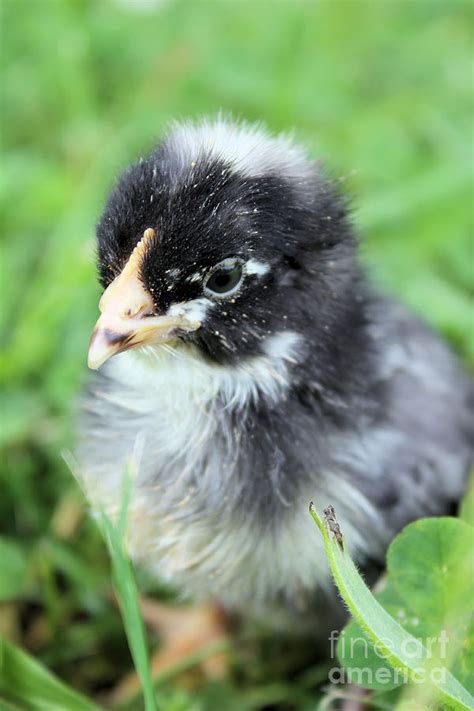 black australorp chick photograph by alisha paul