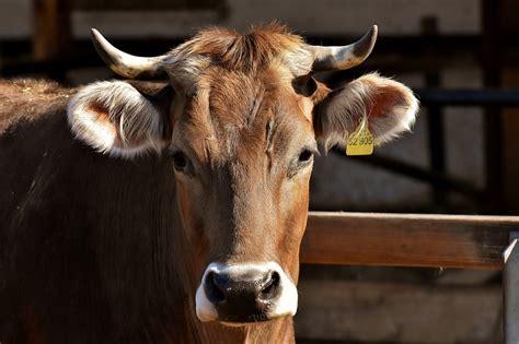 Man Arrested For Having Unnatural Sex With Cow At Ahmedabad News18 Bangla