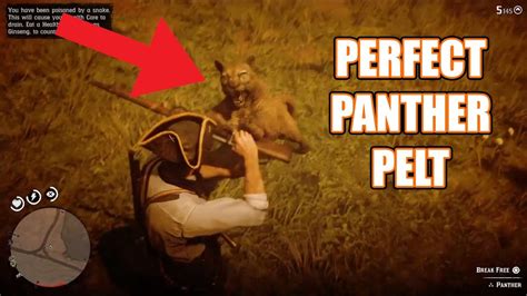 red dead redemption  perfect panther pelt location youtube