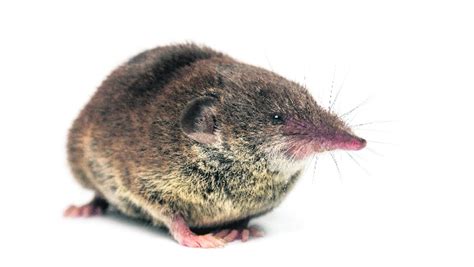 shrew species suspected  posing risk  native variety anglo celt