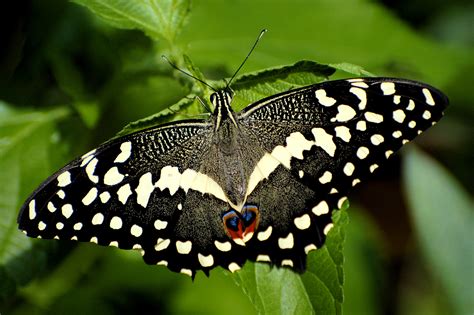 news butterfly black butterfly