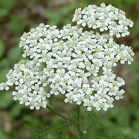 white yarrow seeds achillea millefolium seeds