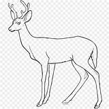 Deer Drawing Getdrawings Coloring sketch template