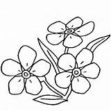 Kwiaty Kolorowanki Druku Myosotis Nots Niezapominajka Kolorowania Kwiatami Dzieci Malowanki Darmowe sketch template