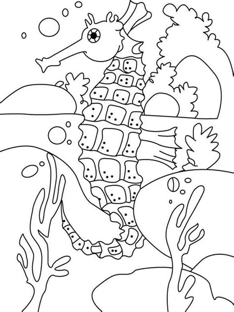 seahorse coloring pages   print seahorse coloring pages