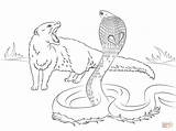 Coloring Mongoose Cobra Vs Pages Drawing sketch template