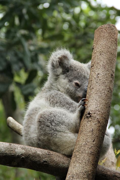 images  cute nature koala panda panda rossi wombati