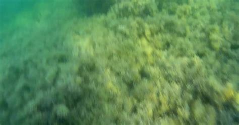 Pregnantmiodelka Diver Filmed A Girl Fingering Underwater Public
