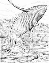 Whale Coloring Pages Whales Jumping Humpback Colouring Orca sketch template