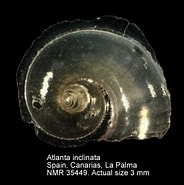Afbeeldingsresultaten voor "atlanta Inclinata". Grootte: 184 x 185. Bron: www.molluscabase.org