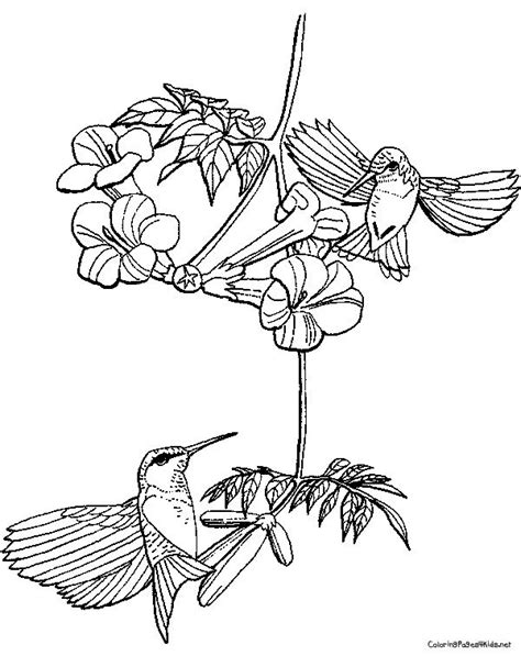 hummingbird coloring pages coloring pages  kids bird coloring