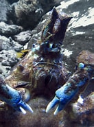 Afbeeldingsresultaten voor "paranaxia Serpulifera". Grootte: 137 x 185. Bron: aquatichyk.blogspot.com