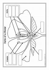 Parts Plant Worksheets Labelling Sparklebox Plants Related Items sketch template