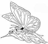 Coloring Butterfly Fairy Pages sketch template