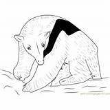 Anteater Tamandua sketch template