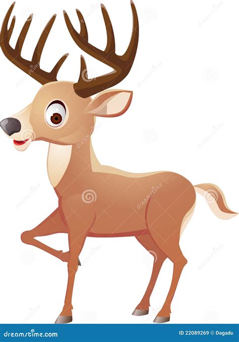 deer cartoon royalty  stock images image
