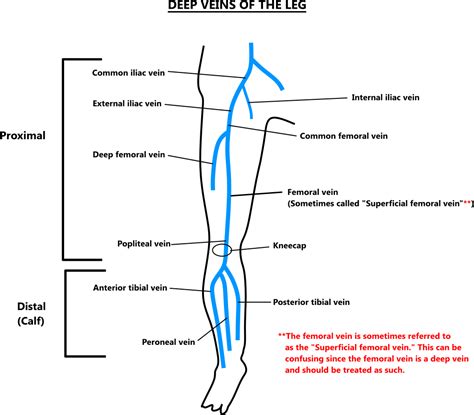 deep veins   leg